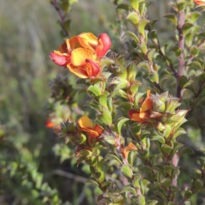 Pultenaea procumbens (Bush Pea) at Bonner, ACT - 4 Nov 2023 by MichaelBedingfield