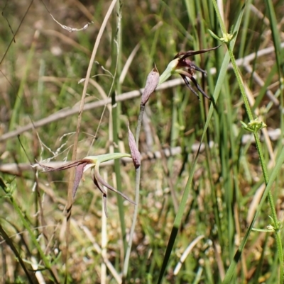 Lyperanthus suaveolens (Brown Beaks) at Point 4081 - 2 Nov 2023 by CathB
