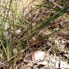 Lyperanthus suaveolens at Point 4081 - suppressed