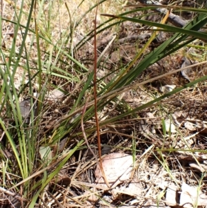 Lyperanthus suaveolens at Point 4081 - 2 Nov 2023