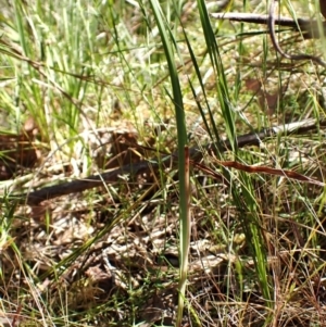 Lyperanthus suaveolens at Point 4081 - suppressed