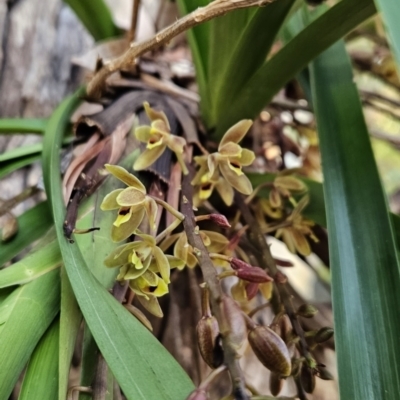 Cymbidium suave (Snake Orchid) at Benandarah, NSW - 6 Nov 2023 by BethanyDunne