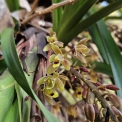 Cymbidium suave at Murramarang National Park - suppressed