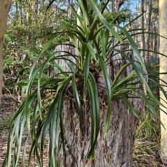 Cymbidium suave at Murramarang National Park - 7 Nov 2023