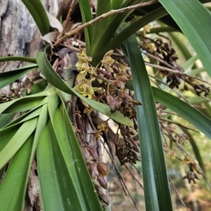 Cymbidium suave at Murramarang National Park - suppressed