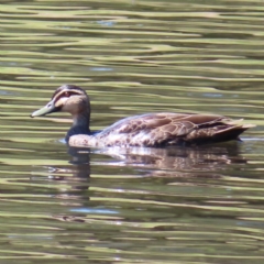 Anas superciliosa (Pacific Black Duck) at Monash, ACT - 6 Nov 2023 by MatthewFrawley