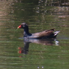 Gallinula tenebrosa (Dusky Moorhen) at Monash, ACT - 6 Nov 2023 by MatthewFrawley