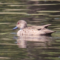 Anas gracilis (Grey Teal) at Tuggeranong Creek to Monash Grassland - 6 Nov 2023 by MatthewFrawley