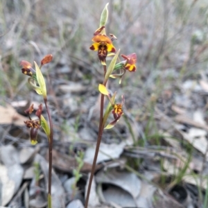 Diuris semilunulata at Kowen, ACT - 26 Oct 2023