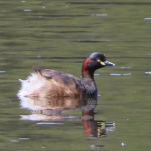 Tachybaptus novaehollandiae at Tuggeranong Creek to Monash Grassland - 6 Nov 2023