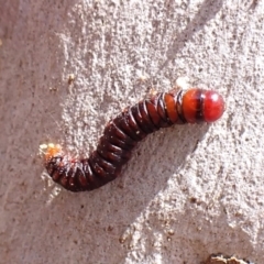 Lepidoptera unclassified IMMATURE (caterpillar or pupa or cocoon) at Point 4152 - 2 Nov 2023 by CathB