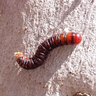 Lepidoptera unclassified IMMATURE moth at Aranda Bushland - 2 Nov 2023 by CathB