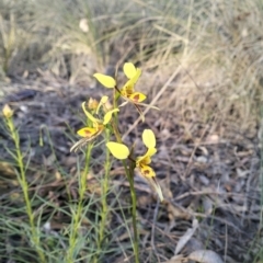 Diuris sulphurea (Tiger Orchid) at Wamboin, NSW - 26 Oct 2023 by Zoed