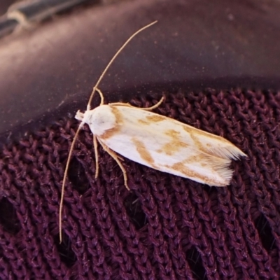 Oxythecta acceptella (Scat Moth) at Belconnen, ACT - 2 Nov 2023 by CathB