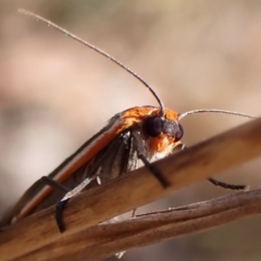 Palaeosia bicosta (Two-ribbed Footman) at Belconnen, ACT - 6 Nov 2023 by CathB