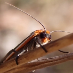 Palaeosia bicosta (Two-ribbed Footman) at Aranda Bushland - 6 Nov 2023 by CathB