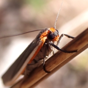 Palaeosia bicosta at Aranda Bushland - 6 Nov 2023