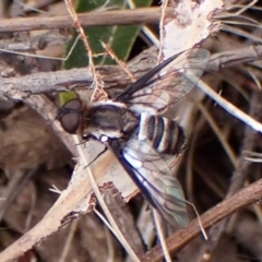 Villa sp. (genus) (Unidentified Villa bee fly) at Belconnen, ACT - 3 Nov 2023 by CathB