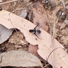 Villa sp. (genus) at Aranda Bushland - 3 Nov 2023