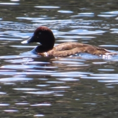 Aythya australis (Hardhead) at Tuggeranong Creek to Monash Grassland - 6 Nov 2023 by MatthewFrawley