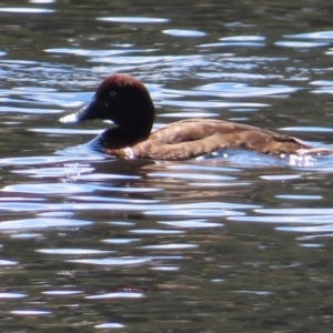 Aythya australis at Isabella Pond - 6 Nov 2023