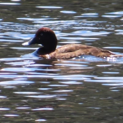 Aythya australis (Hardhead) at Isabella Pond - 6 Nov 2023 by MatthewFrawley