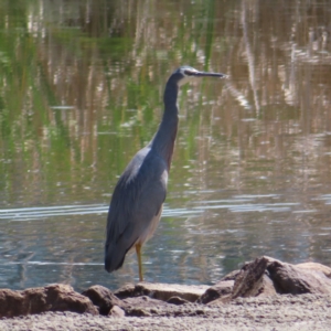 Egretta novaehollandiae at Isabella Pond - 6 Nov 2023 02:14 PM