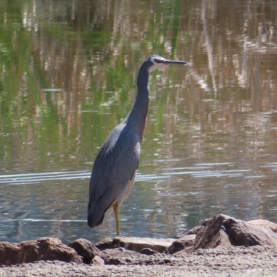 Egretta novaehollandiae (White-faced Heron) at Tuggeranong Creek to Monash Grassland - 6 Nov 2023 by MatthewFrawley