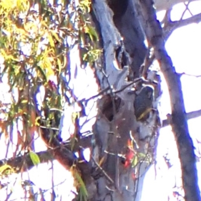 Callocephalon fimbriatum (Gang-gang Cockatoo) at Aranda Bushland - 6 Nov 2023 by CathB