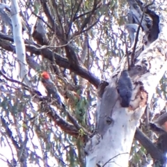 Callocephalon fimbriatum at Aranda Bushland - suppressed