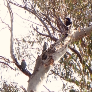 Callocephalon fimbriatum at Aranda Bushland - 6 Nov 2023