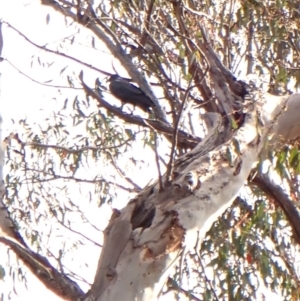 Callocephalon fimbriatum at Aranda Bushland - 6 Nov 2023