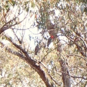 Callocephalon fimbriatum at Aranda Bushland - suppressed