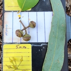 Eucalyptus macrorhyncha subsp. macrorhyncha (Red Stringybark) at O'Connor, ACT - 7 Nov 2023 by Steve818