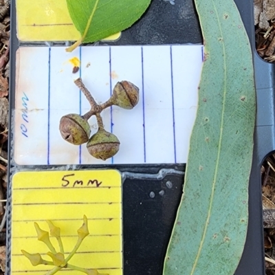 Eucalyptus macrorhyncha subsp. macrorhyncha (Red Stringybark) at O'Connor, ACT - 7 Nov 2023 by Steve818