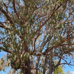 Eucalyptus macrorhyncha subsp. macrorhyncha at O'Connor, ACT - 7 Nov 2023 12:19 PM