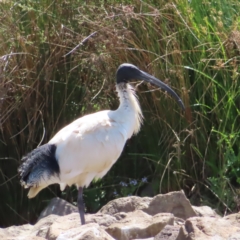 Threskiornis molucca (Australian White Ibis) at Monash, ACT - 6 Nov 2023 by MatthewFrawley