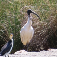 Threskiornis molucca at Isabella Pond - 6 Nov 2023