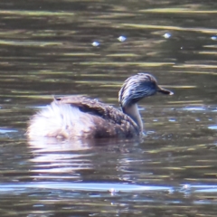 Poliocephalus poliocephalus (Hoary-headed Grebe) at Tuggeranong Creek to Monash Grassland - 6 Nov 2023 by MatthewFrawley