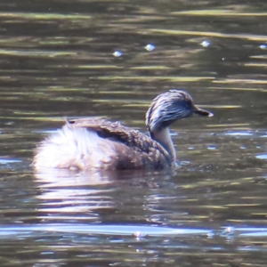 Poliocephalus poliocephalus at Tuggeranong Creek to Monash Grassland - 6 Nov 2023