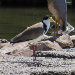 Vanellus miles (Masked Lapwing) at Tuggeranong Creek to Monash Grassland - 6 Nov 2023 by MatthewFrawley