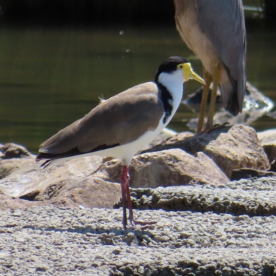 Vanellus miles (Masked Lapwing) at Monash, ACT - 6 Nov 2023 by MatthewFrawley