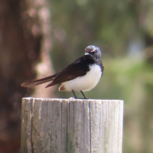 Rhipidura leucophrys at Isabella Pond - 6 Nov 2023 02:18 PM