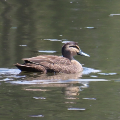 Anas superciliosa (Pacific Black Duck) at Upper Stranger Pond - 6 Nov 2023 by MatthewFrawley