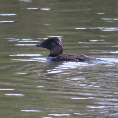 Biziura lobata (Musk Duck) at Upper Stranger Pond - 6 Nov 2023 by MatthewFrawley