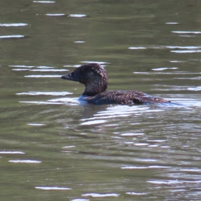 Biziura lobata (Musk Duck) at Isabella Plains, ACT - 6 Nov 2023 by MatthewFrawley