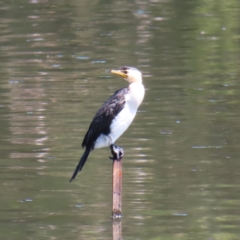 Microcarbo melanoleucos (Little Pied Cormorant) at Upper Stranger Pond - 6 Nov 2023 by MatthewFrawley