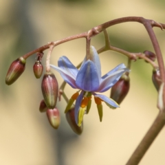 Dianella sp. (Flax Lily) at Higgins, ACT - 7 Nov 2023 by Untidy