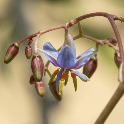 Dianella (genus) (Flax Lily) at Higgins Woodland - 7 Nov 2023 by Untidy
