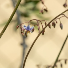 Dianella sp. at Higgins Woodland - 7 Nov 2023